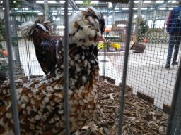 IMG_20181117_124218014